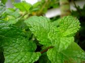 Is It Safe To Eat Mint During Pregnancy?